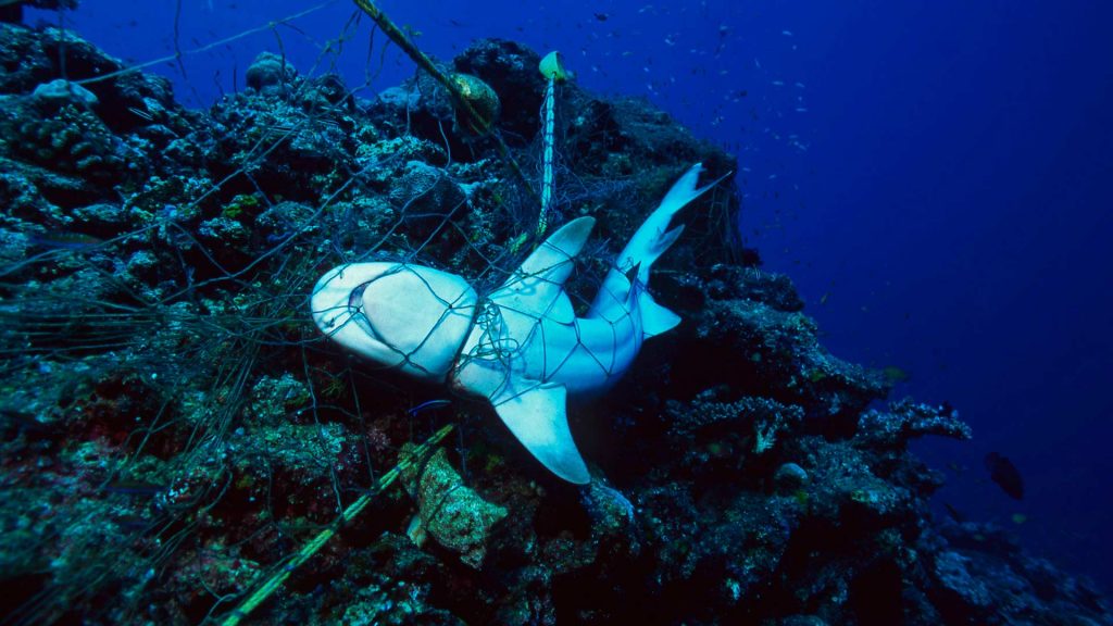 Tiburón atrapado en una red de pesca