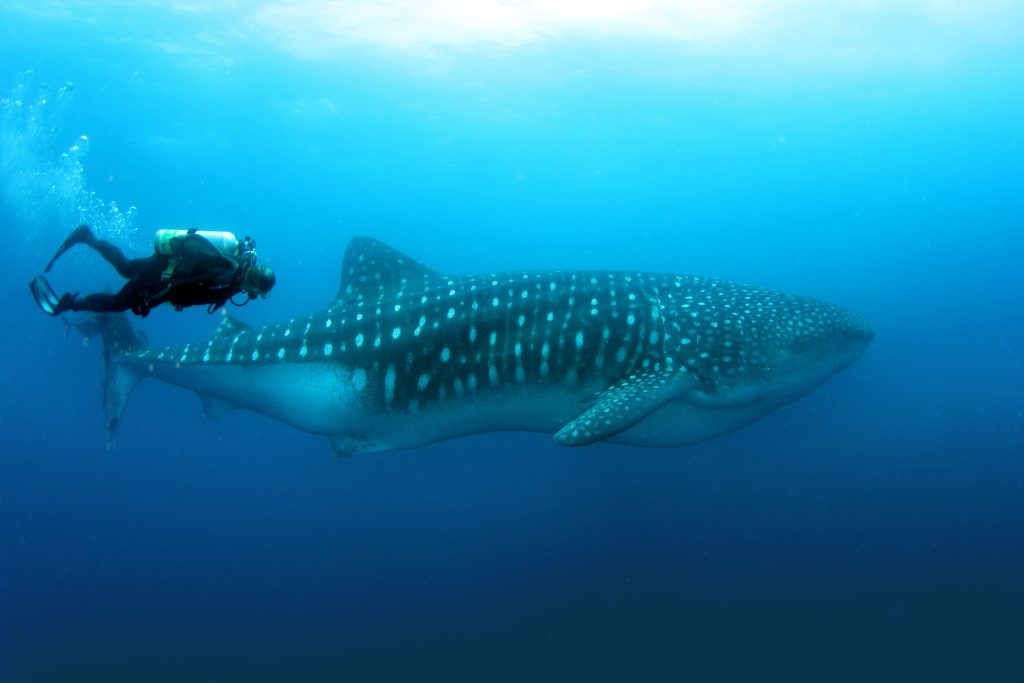 Tiburones en Colombia