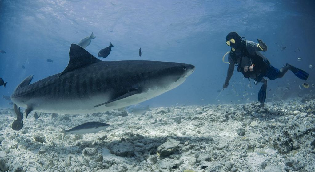 Hombre nadando con tiburones