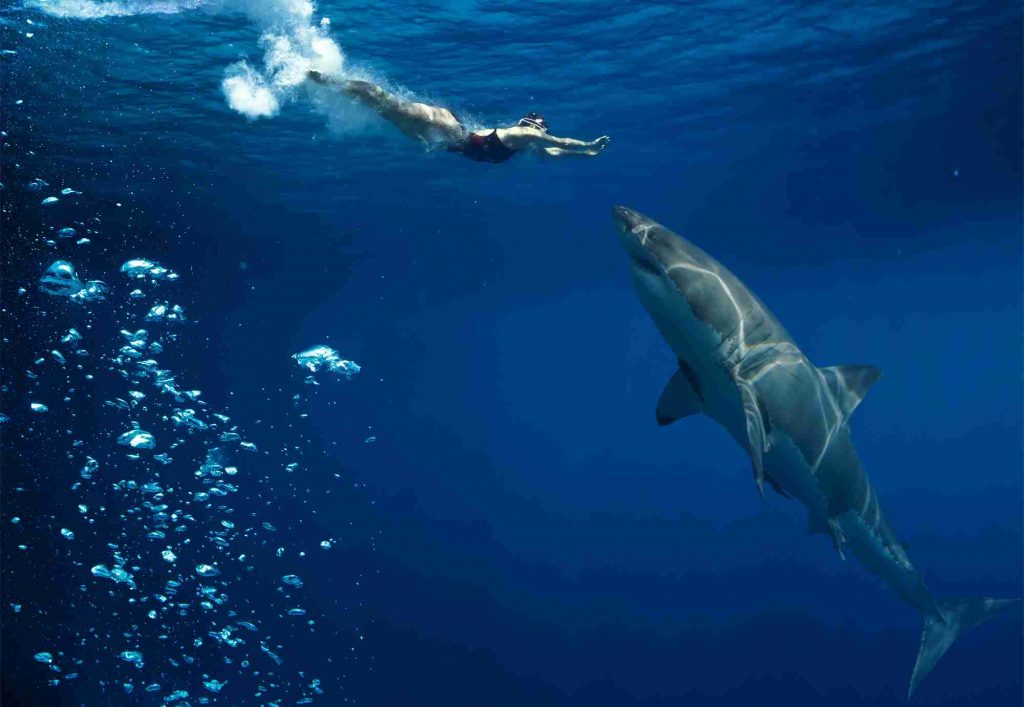Mujer nadando con un tiburón