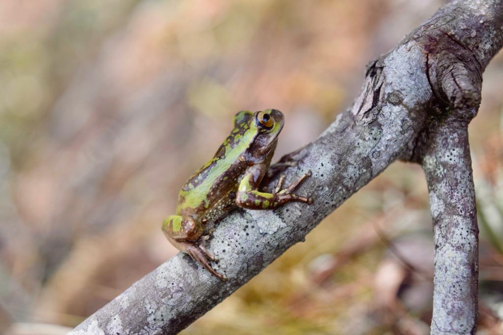 Ranas colombianas