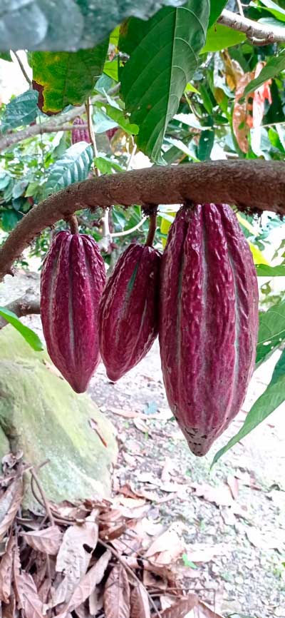 Cacao morado en Colombia