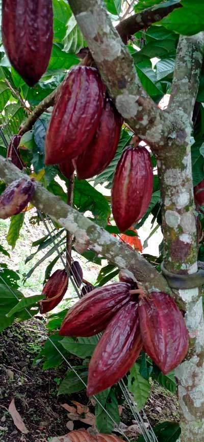 Imagen del cacao en Colombia