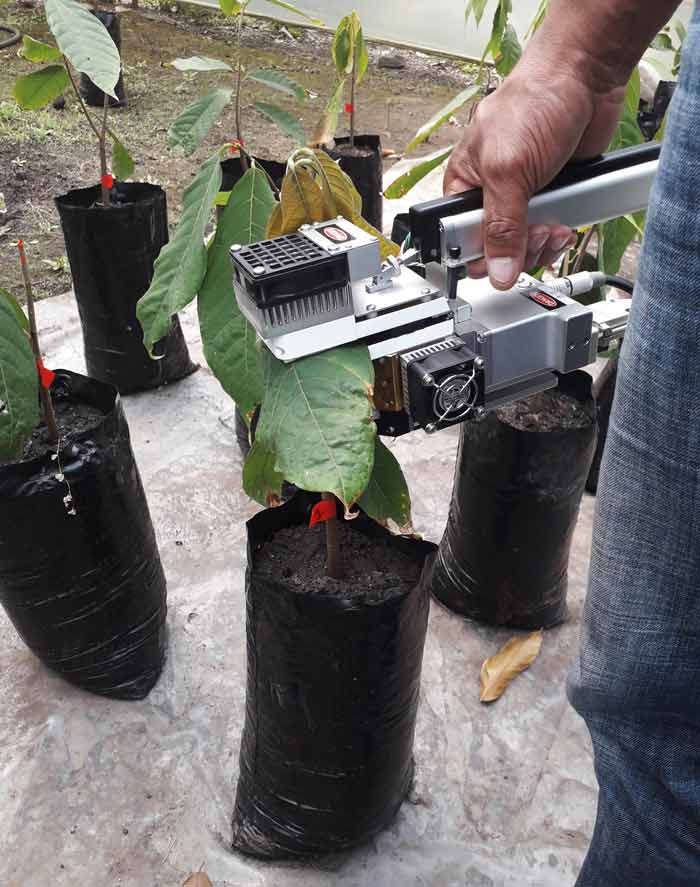 Medición de fotosíntesis del cacao