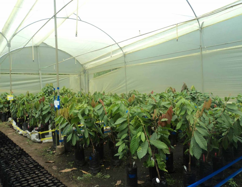 Cultivos de cacao en Colombia