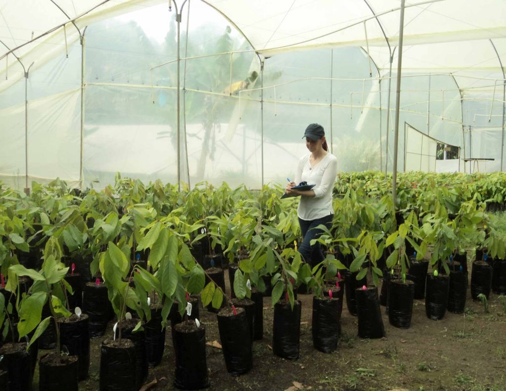 Cacao en Colombia