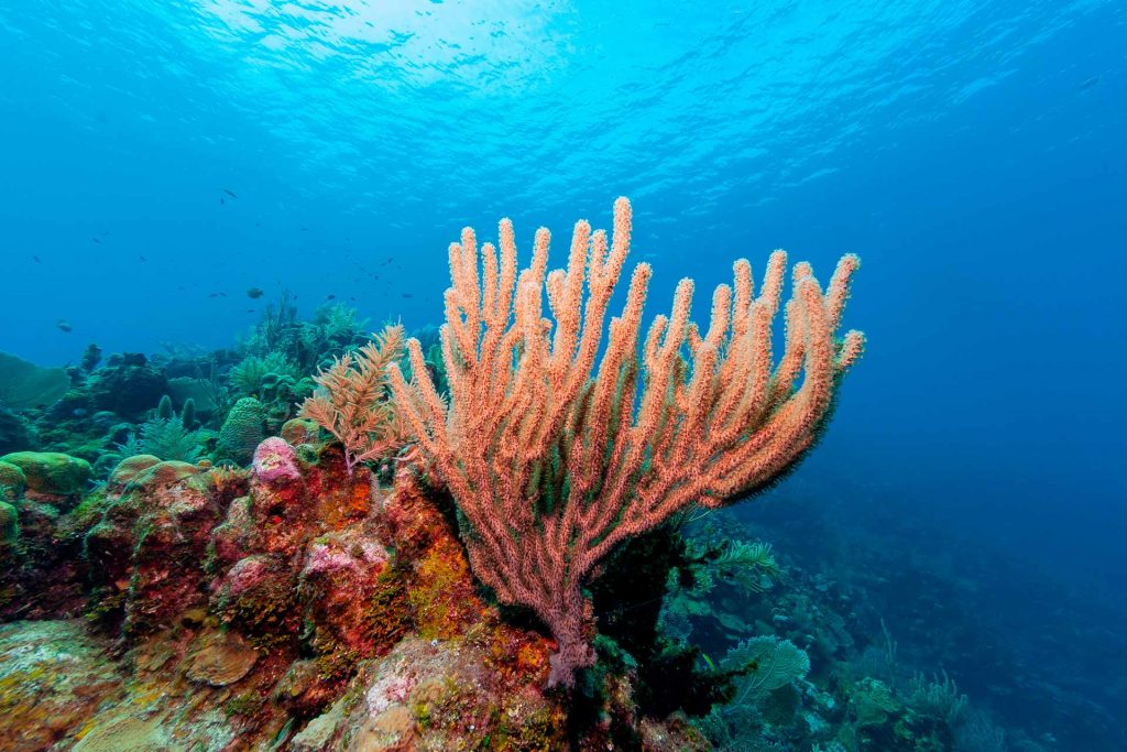 Imagen de un coral. ¿Funciona la restauración de corales?