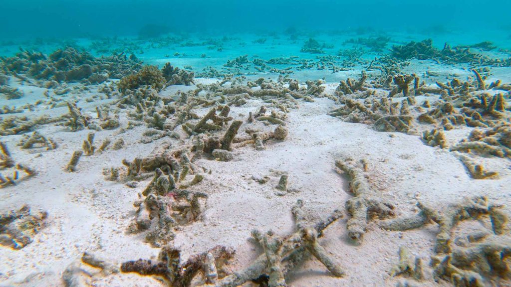 Imagen de un ecosistema de coral. Restauración de corales.