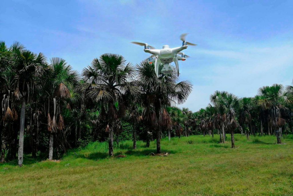 Drones palmas amazónicas