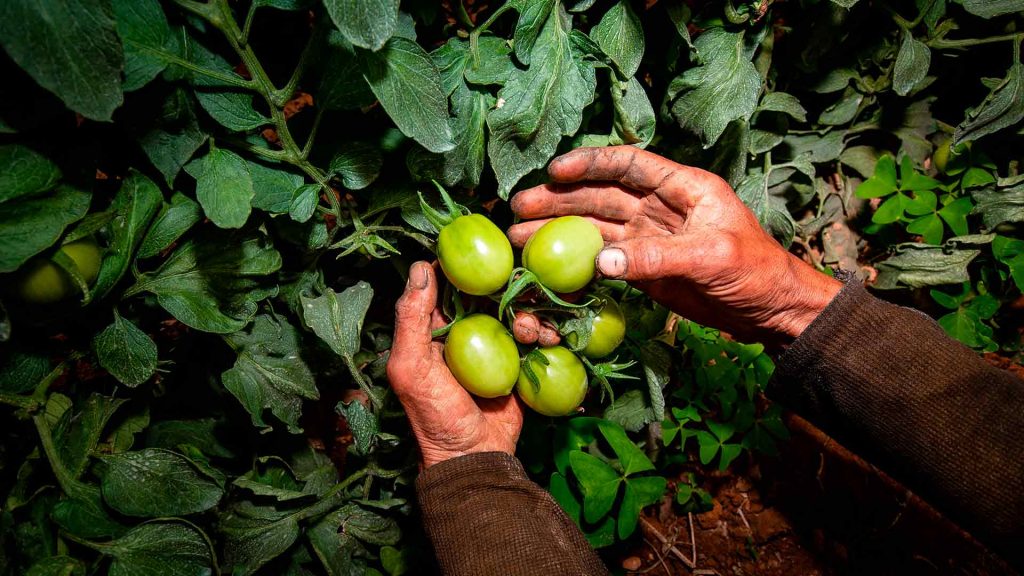 Reforma agraria y tierras tierras para la agricultura. Jurisdicción agraria en Colombia
