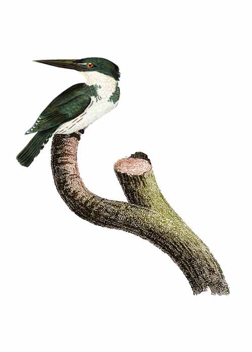 Aves colombianas, Ilustración: Jorge Tukan.