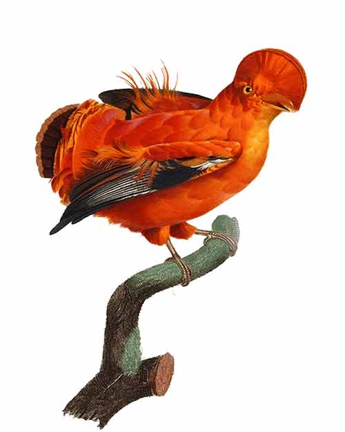 Aves colombianas, Ilustración: Jorge Tukan.