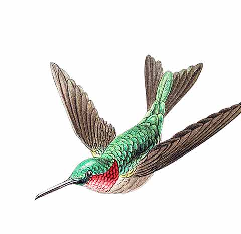 Aves colombianas, Ilustración: Jorge Tukan.