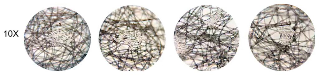 Una investigación de la Pontificia Universidad Javeriana, de los Andes y del Rosario busca reducir los tiempos de degradación de los tapabocas quirúrgicos mediante el uso de hongos