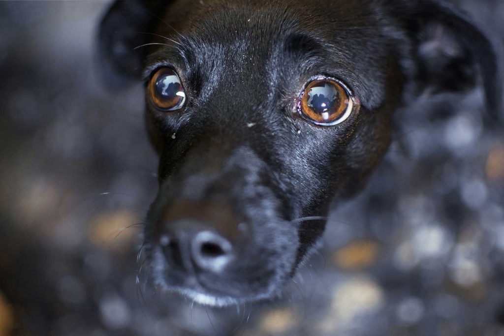 ¿Cómo proteger a su perro de la pólvora?