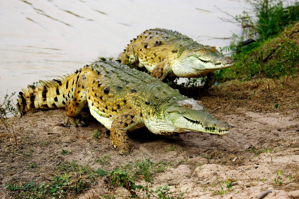 Cocodrilo del Orinoco