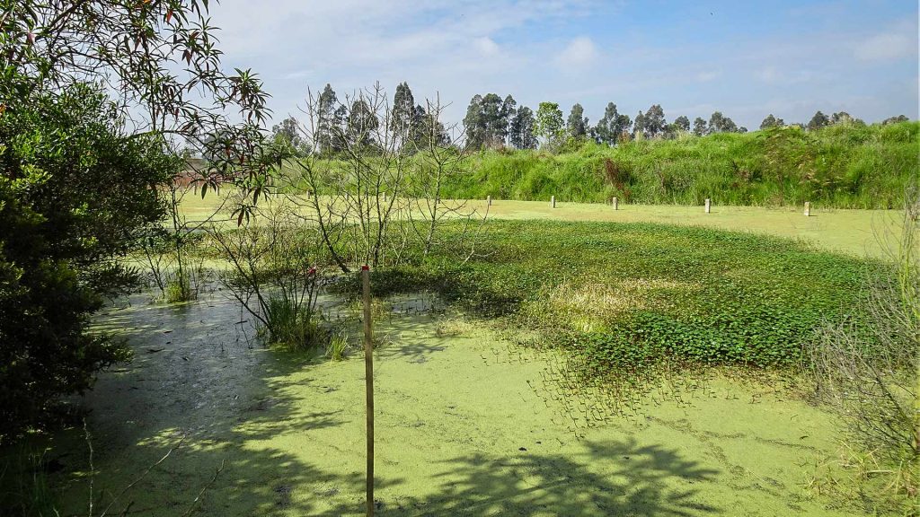 nuevos humedales que aparecen cuando se altera el entorno de un cuerpo de agua.