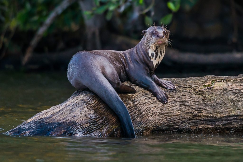 Nutria gigante de río