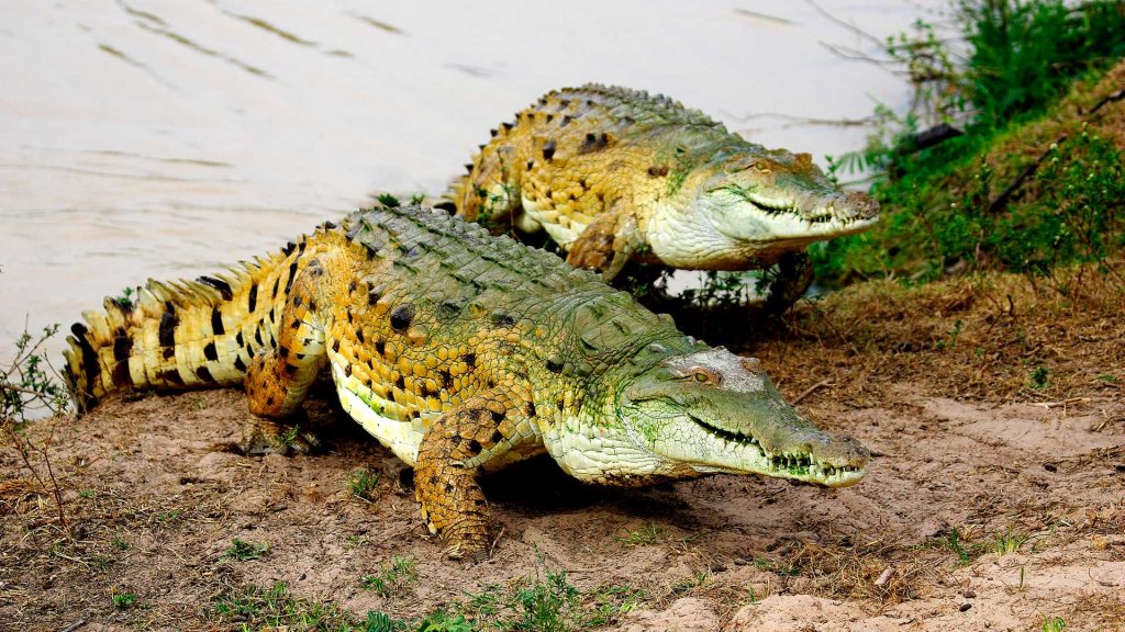 Cocodrilo del orinoco animales colombianos en peligro de extinción