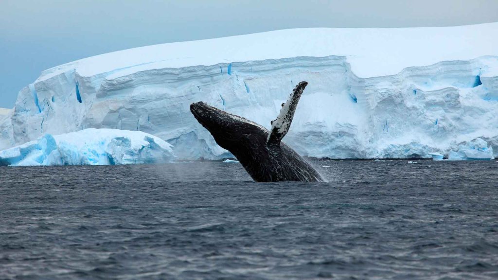 La minería, la industria y el cambio climático aumentan la contaminación por mercurio en los mares y océanos del planeta. Experta javeriana explica el fenómeno y las posibles consecuencias.