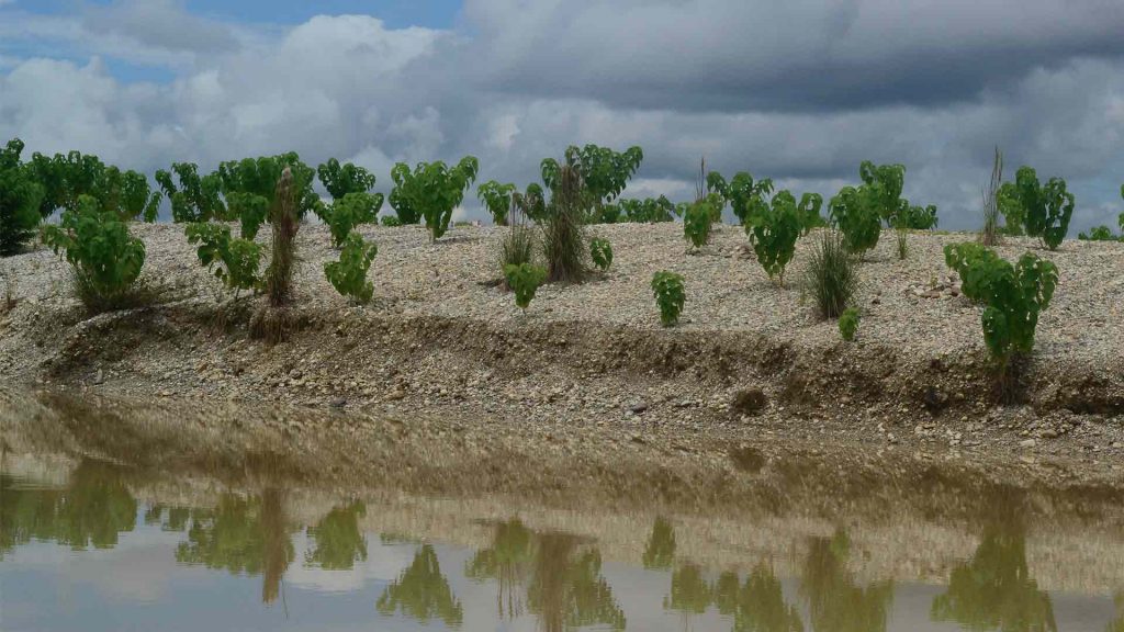 Investigadores javerianos evaluaron el impacto de intervenir una zona explotada por la minería de oro para recomponerla forestalmente. Hay esperanzas.