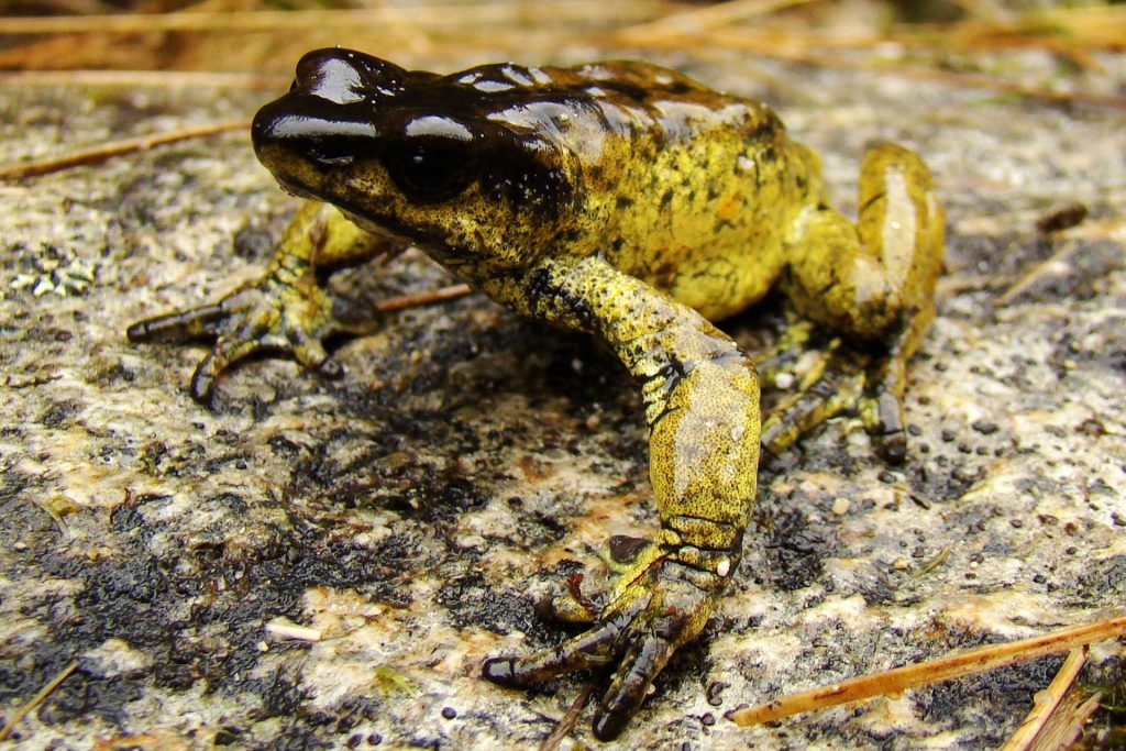 Ranas de páramo