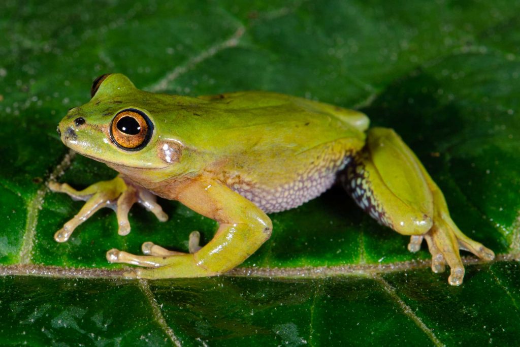 Ranas de páramo