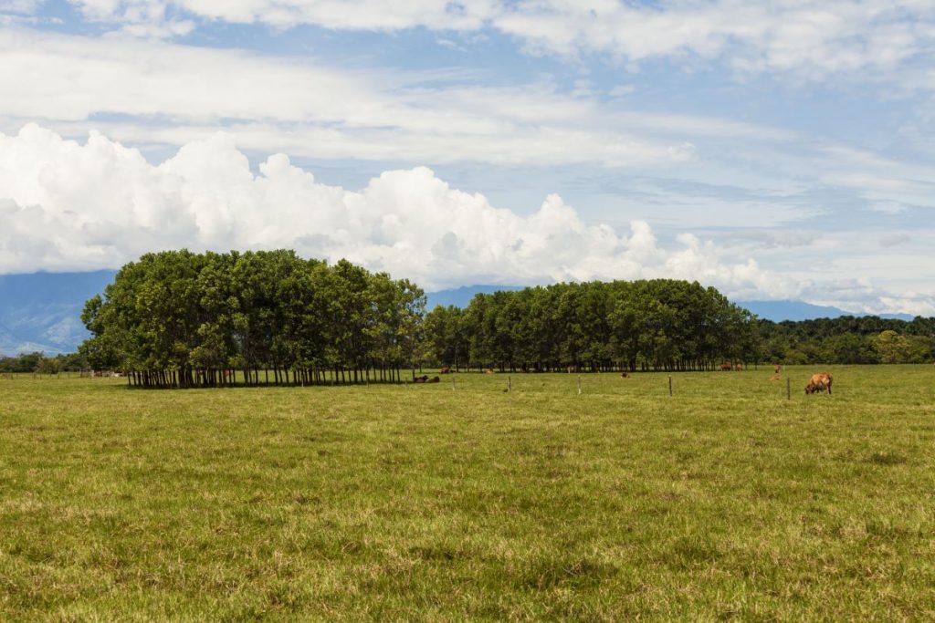 Paisaje de los llanos orientales colombianos, donde pequeños bosques pueden conformar islas de biodiversidad. 