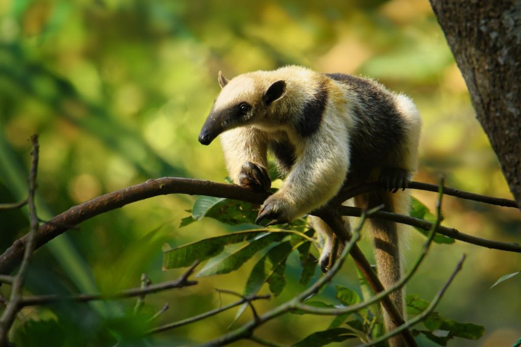 Tamandua mexicana, una de las especies de oso hormiguero que pueden encontrarse en Colombia. Foto: Shutterstock