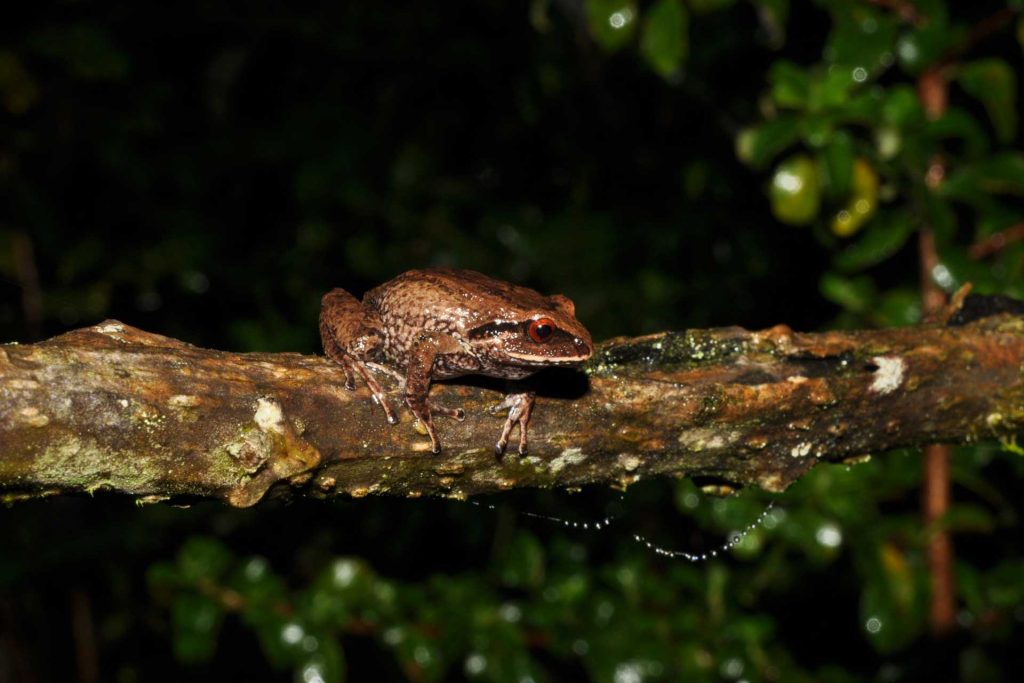 Pristimantis buckleyi (Cutín de Imbabura) / Foto: Óscar Mauricio Cuellar