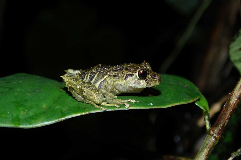 Pristimantis calcaratus (Duende espinosa) / Foto: Óscar Mauricio Cuellar