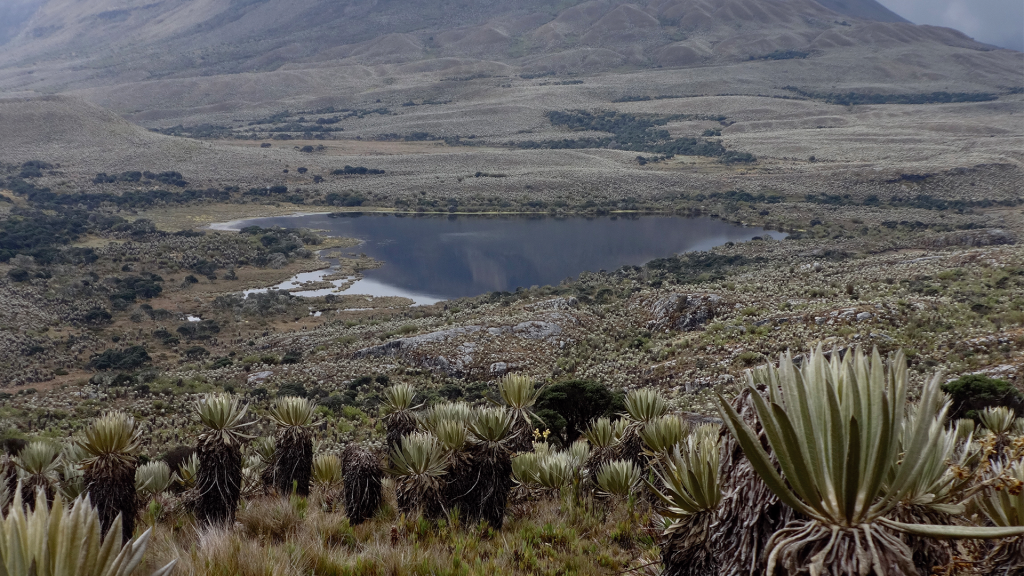 Las diatomeas, unas pequeñas algas que se encuentran en el fondo de las lagunas de páramo, dan pistas sobre las condiciones de su entorno.