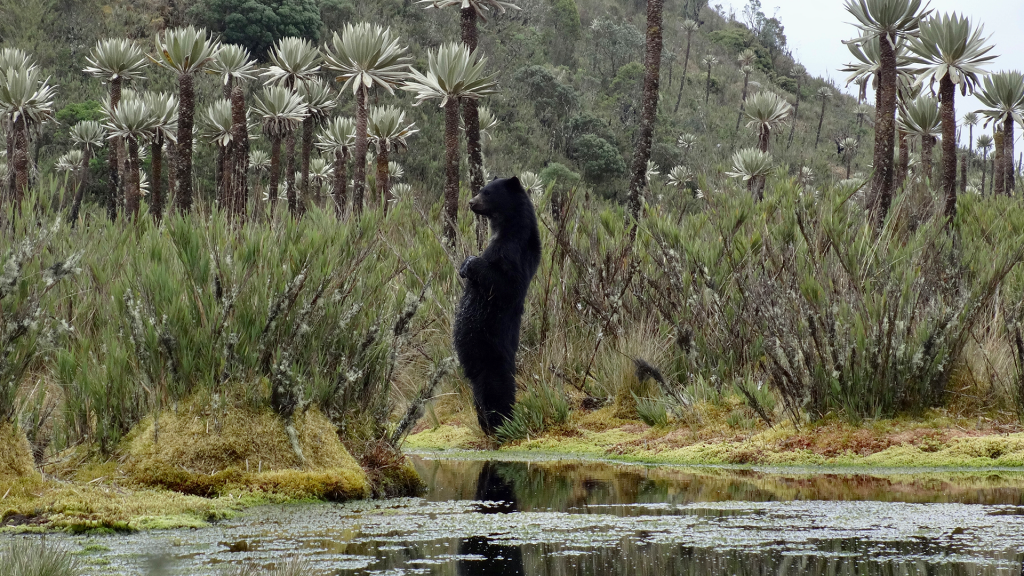 Las diatomeas, unas pequeñas algas que se encuentran en el fondo de las lagunas de páramo, dan pistas sobre las condiciones de su entorno.