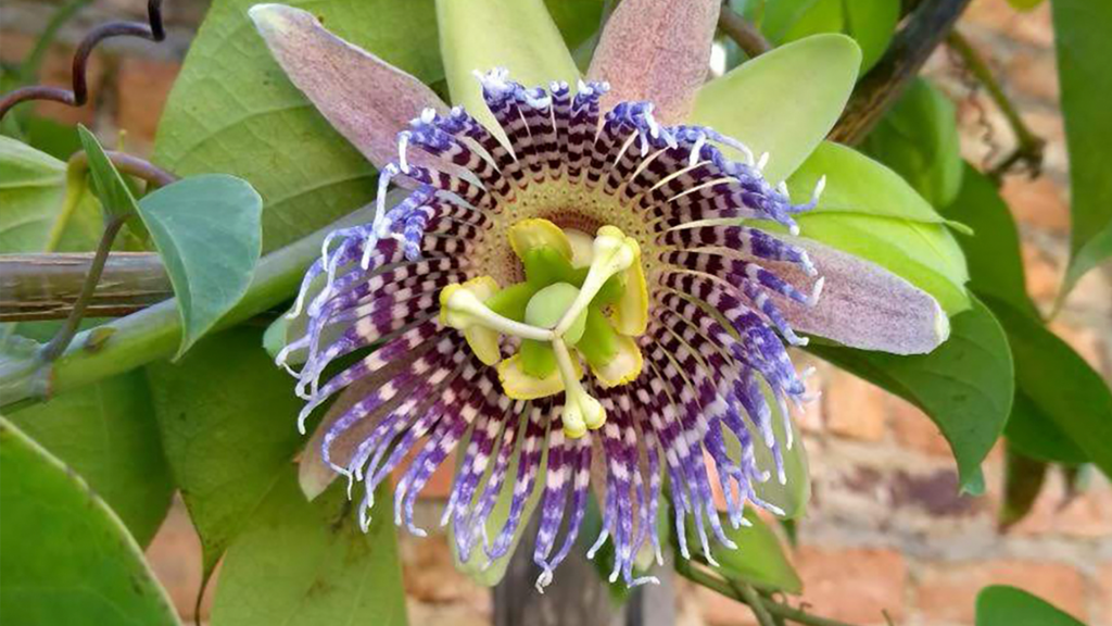 Passiflora. 