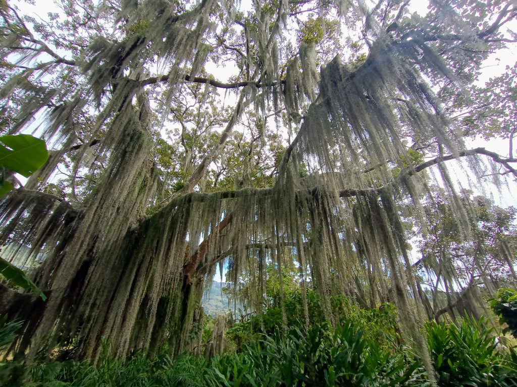 La barba de viejo es una planta que vive en las ramas de árboles. Pertenece a la familia de las bromeliáceas y se distribuye por diferentes lugares de América. Foto Pesquisa Javeriana.