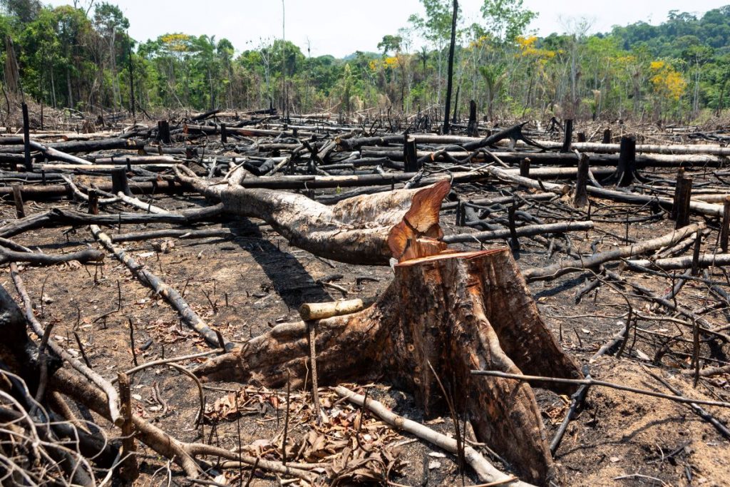 Bonos de carbono y sus desafíos