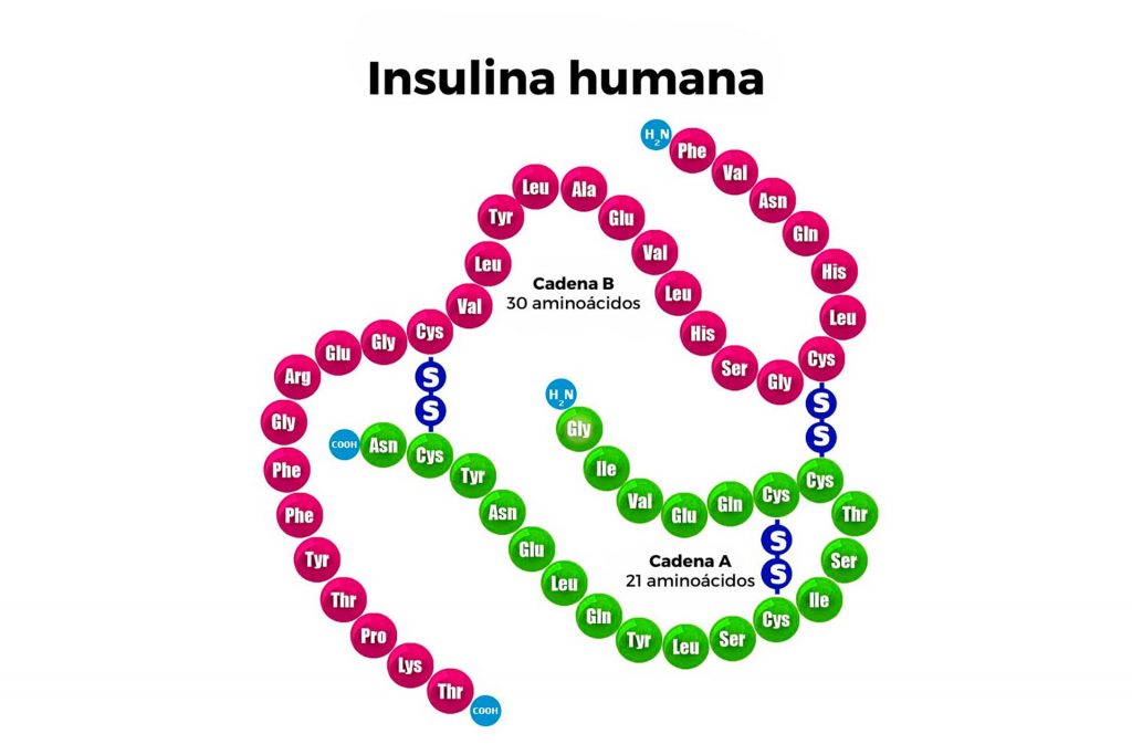 Insulina proteína recombinante