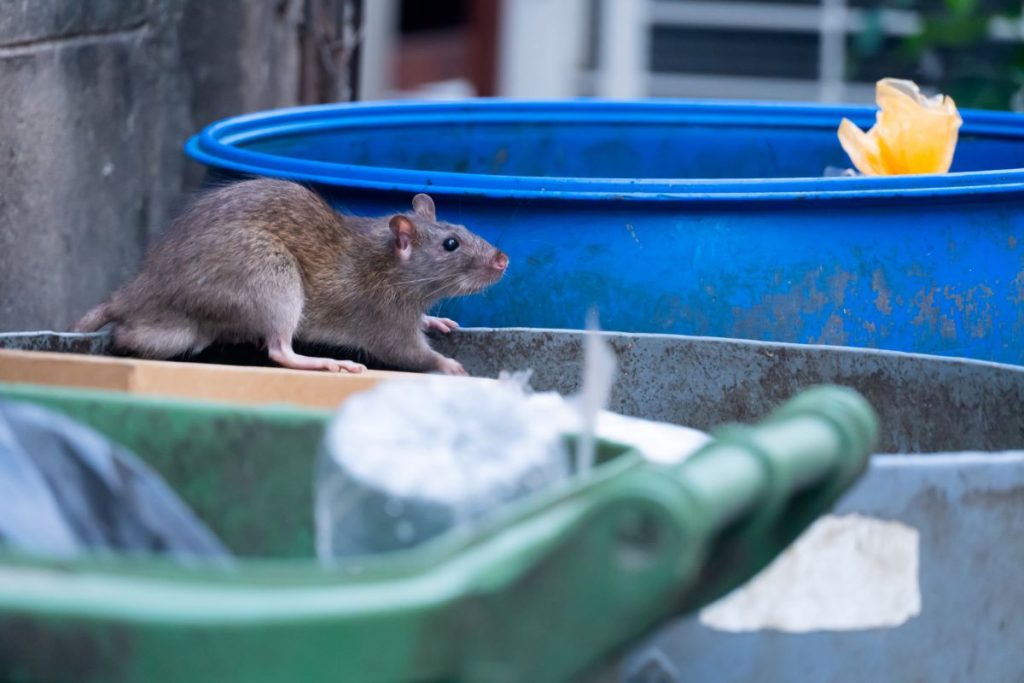 El problema de los roedores urbanos debe abordarse desde la ecología