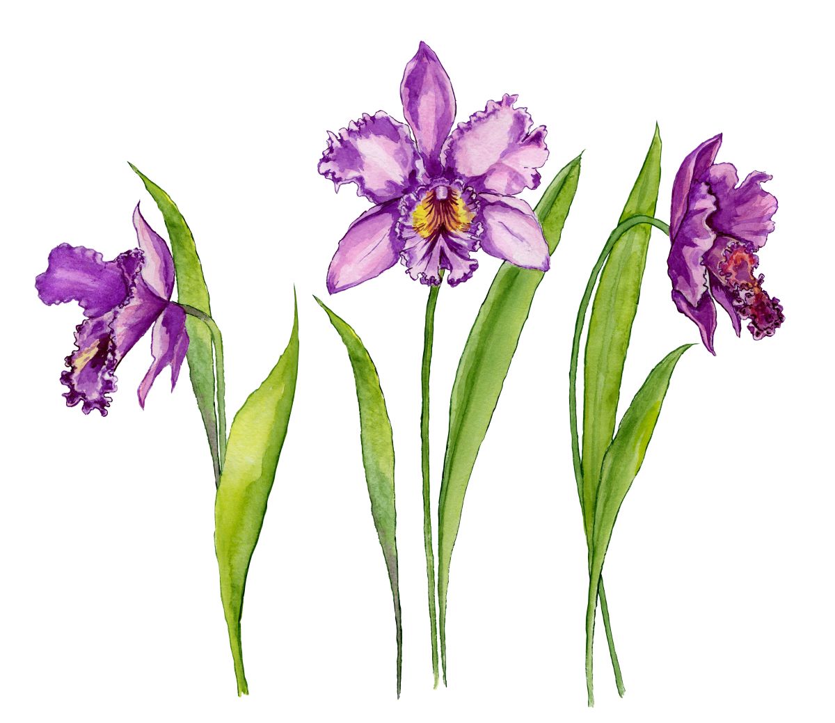 Ilustración de orquídea Cattleya. Imagen Shutterstock. 