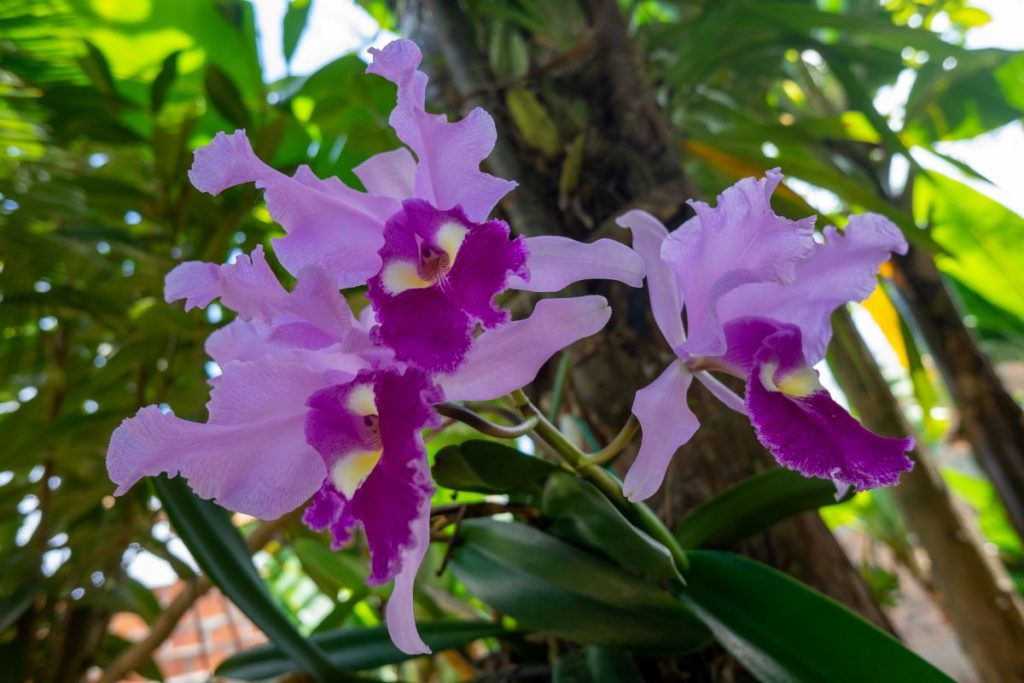 Día Nacional de las Orquídeas.