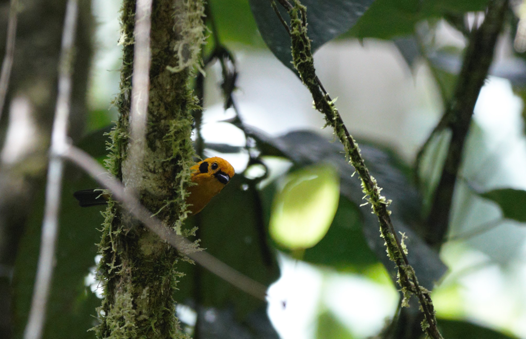 La gran diversidad de aves en el PNN La Selva de Florencia queda retratada tanto en imágenes como en registros sonoros desarrollados durante la salida de campo. Foto cortesía. 