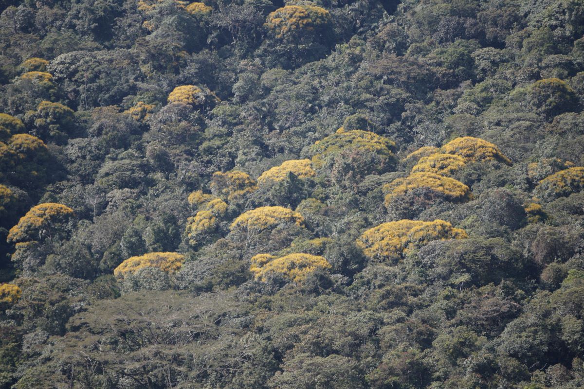 La cobertura vegetal en el PNN La Selva de Florencia regula los ciclos del agua y alberga una importante cantidad de especies. Foto cortesía. 