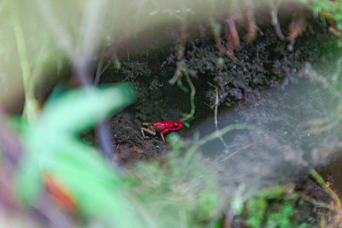 Con ayuda de los guardaparques, fue posible registrar la Rana roja  durante los recorridos por el PNN La Selva de Florencia. Foto Cortesía. 