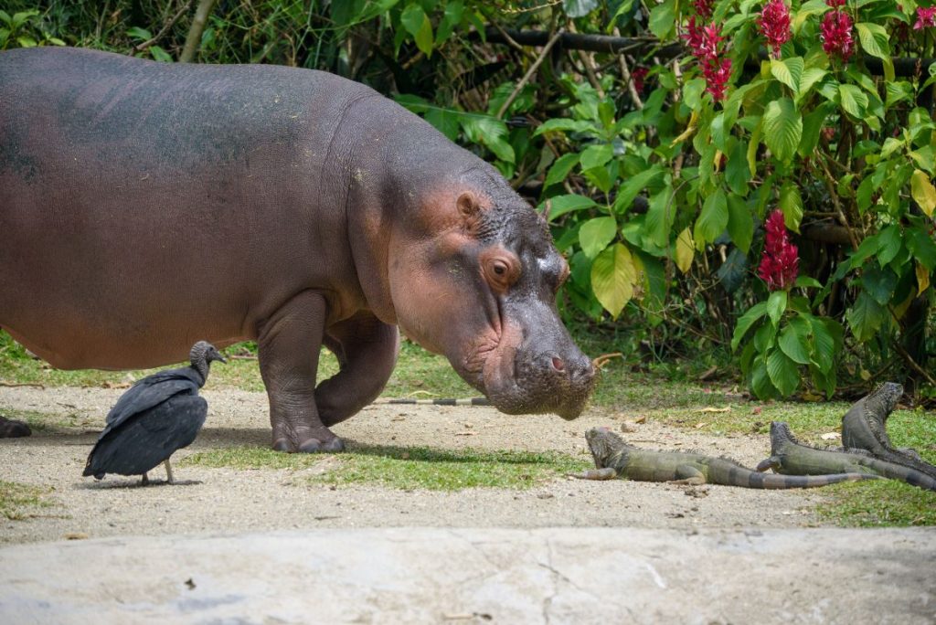 Los hipopótamos han estado en el centro del debate ambiental en Colombia luego de ser declarados una especie invasora. Foto Shutterstock.