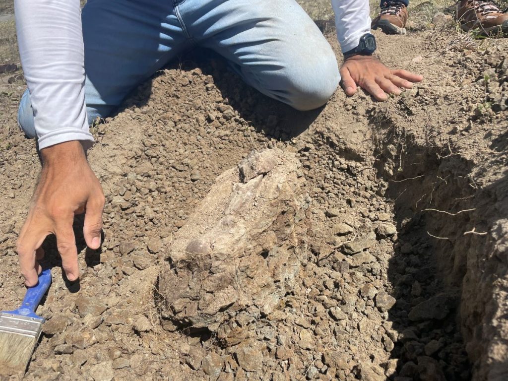 Aunque parece solo piedra y tierra, para un ojo experto es fácil reconocer fósiles. El desierto de la Tatacoa, al haber sido hace miles de años un bosque tropical, es rico en fósiles de diferentes especies. Foto cortesía Lucía Vargas. 