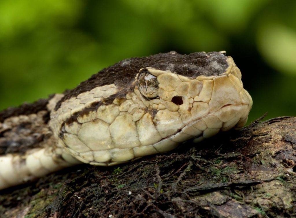 Conocida como mapaná, o talla X, es responsable de entre el 50 % y el 80 % de las mordeduras de serpiente en Colombia. Foto Shutterstock.