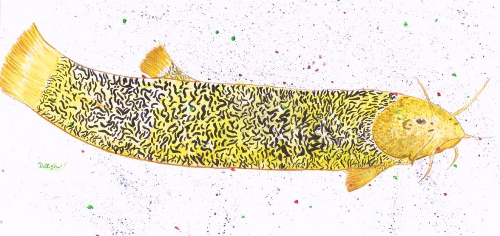 En la Santa Fé colonial era común encontrar el pez capitán en el río Bogotá y en los platos de los domingos. Ahora, esta especie está en peligro de desaparecer. Ilustración Diana Catalina Charry Mesa.