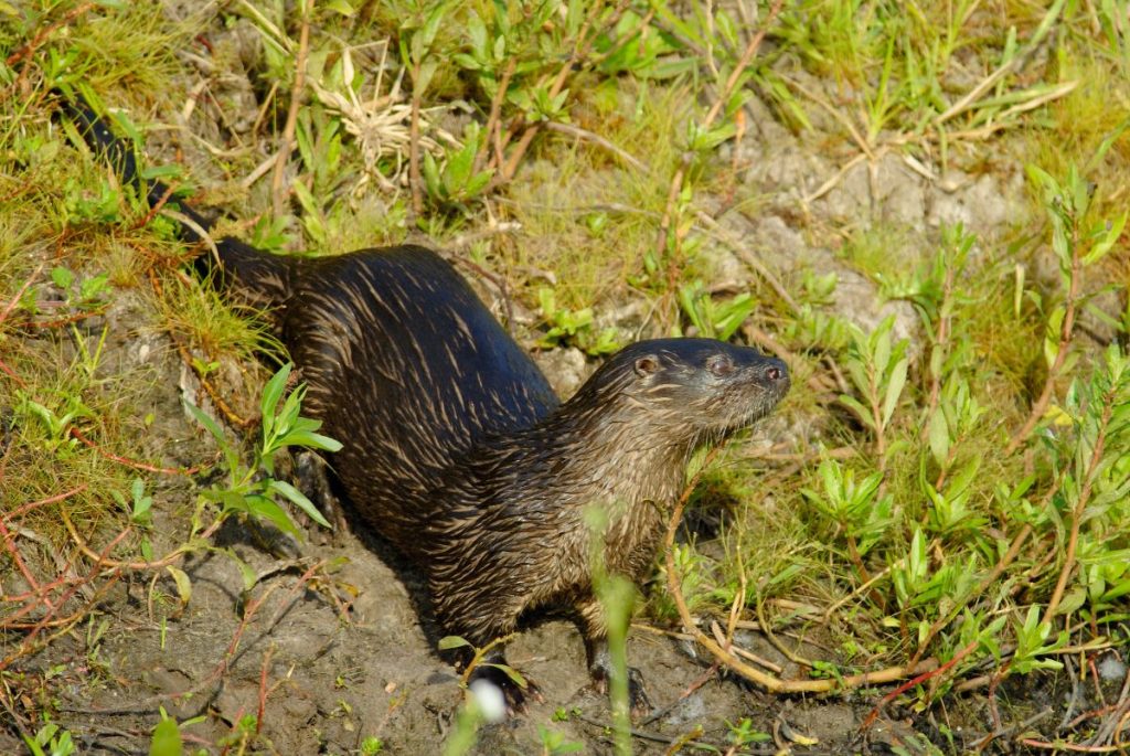 Las nutrias (Lontra longicaudis) están amenazadas por la destrucción de su hábitat. Foto Shutterstock.