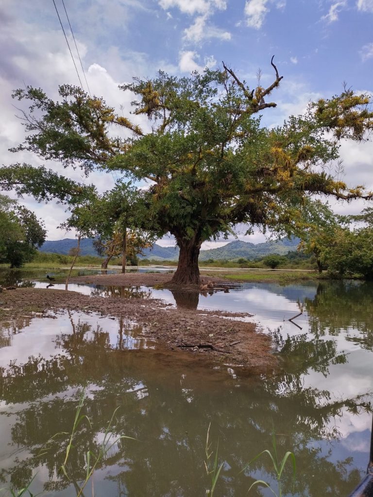 Fotografía de zona de humedal en el ecosistema del río Cauca. Fotografía cortesía del proyecto. 