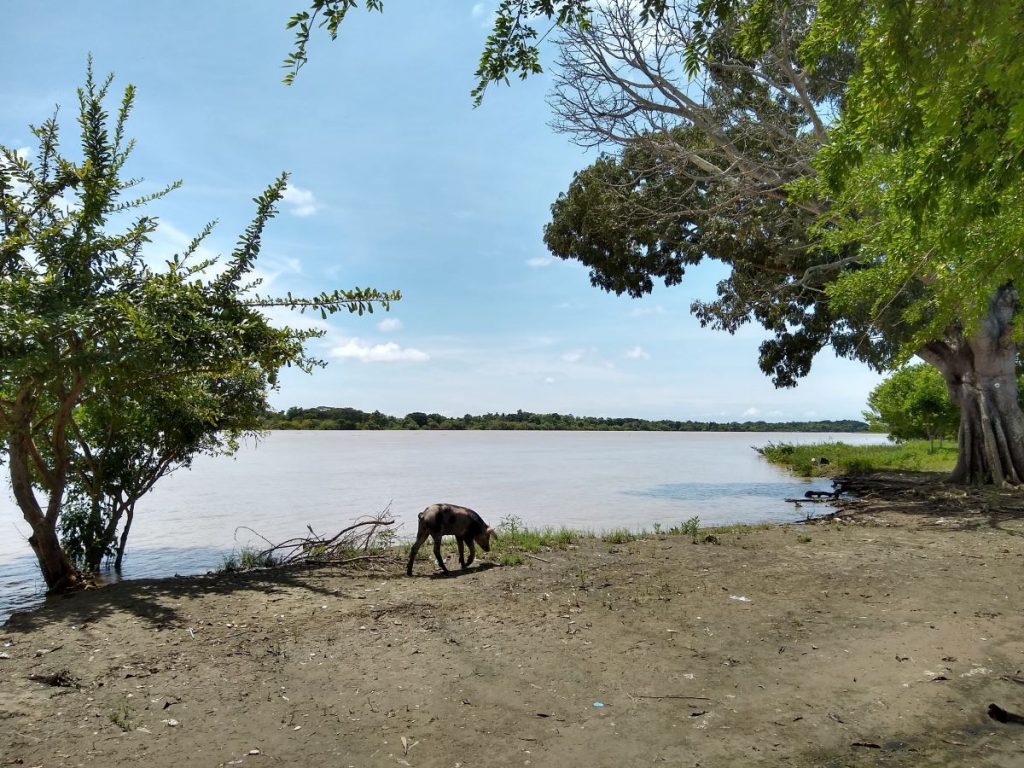 Investigadores de la PUJ y EPM estudiaron la afectación a los socio-ecosistemas de la cuenca baja del río Cauca. Fotografía cortesía del proyecto.